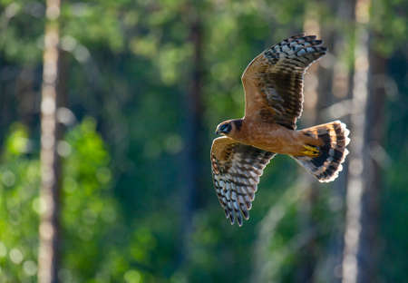 Pallid Harrier (Circus macrourus) in Finland. In flight with a forest edge in the background.
