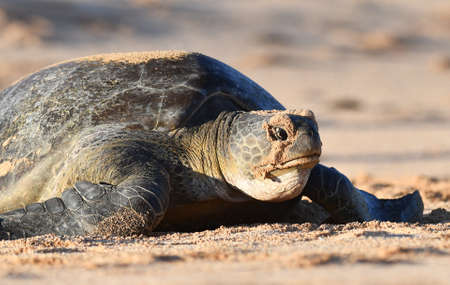 Atlantic Green Sea Turtle (Chelonia mydas) on the beach of Ascension island.