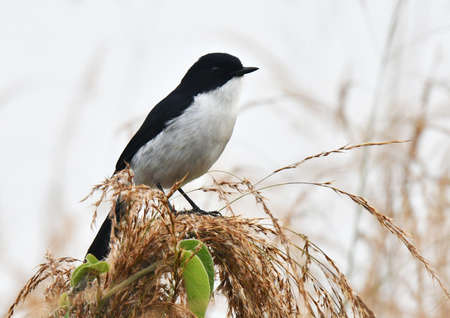 Jerdon's Bush Chat (Saxicola jerdoni) wintering in Myanmar. Also known as Jerdon's Bushchat.の写真素材