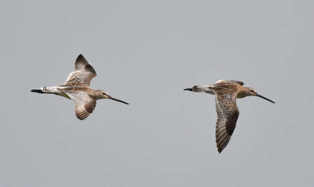Asian Dowitcher (Limnodromus semipalmatus) wintering in Myanmar.
