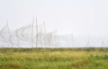 Illegal misses nests in Moeyungyi, Myanmar. Mist nets used to capture wild birds and larger insects...