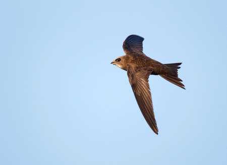 Pallid Swift (Apus pallidus) in flight in Spain.の写真素材