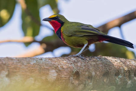 Gorgeous Bushshrike (Telophorus viridis) perched on a branch in Angola. It is also known as the...