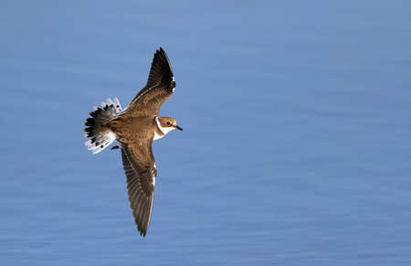 Little Ringed Plover (Charadrius dubius curonicus) juvenile in flight at Vestamager, Denmark.
