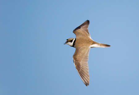 Adult Little Ringed Plover (Charadrius dubius) in flight in the Netherlands.