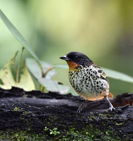 Rufous-throated Tanager (Ixothraupis rufigula) at Mashpi reserve on the western Andean slope of...