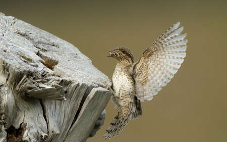 Eurasian Wryneck, Jynx torquilla, in flight at Melby, Denmark