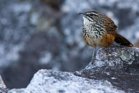 Rockrunner (Achaetops pycnopygius) in Angola.