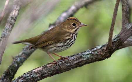 Adult Ovenbird (Seiurus aurocapilla) during autumn migration in the United States.の写真素材