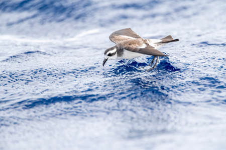 White-faced Storm-Petrel (Pelagodroma marina) foraging on the Atlantic Ocean off the Madeira islands.の写真素材