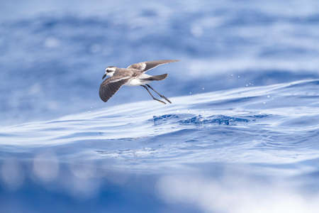 White-faced Storm-Petrel (Pelagodroma marina) foraging on the Atlantic Ocean off the Madeira...