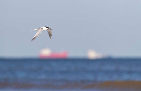 Sandwich Tern (Thalasseus sandvicensis) flying along the coast of Katwijk, Netherlands. Carrying a fish in its beak. Large ships lying in the background.の写真素材