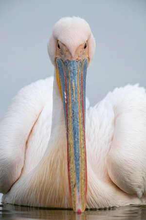 Wintering adult Great White Pelican (Pelecanus onocrotalus) during late winter in Lake Kerkini, Greece. Staring into the camera.の写真素材