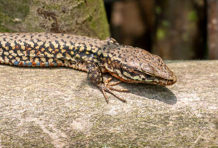 Sunbathing Common Wall Lizard (Podarcis muralis) in Limburg in the Netherlands.の写真素材