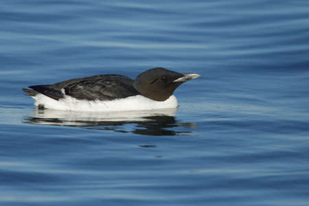 Adult breeding Thick-billed Murre (Uria lomvia), also known as Brunnich's Guillemot, swimming at sea off Seward Peninsula, Alaska, United States.の写真素材