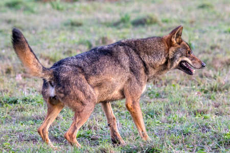 Iberian wolf (Canis lupus signatus) in Spain