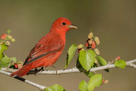 Adult male Summer Tanager (Piranga rubra) perched on a branch in Galveston County, Texas, United States, during spring migration.の写真素材