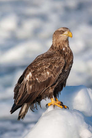 White-tailed Eagle (Haliaeetus albicilla) wintering on the island Hokkaido in northern Japan. Adult...