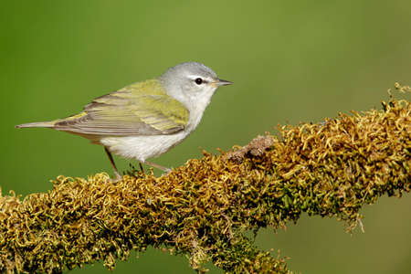 Adult male Tennessee Warbler (Leiothlypis peregrina) perched on a twig in Galveston County, Texas,...