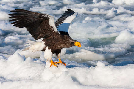Wintering Steller's Sea Eagle (Haliaeetus pelagicus) on the island of Hokkaido in Japan. Adult taking off from floating drift ice of the coast.の写真素材