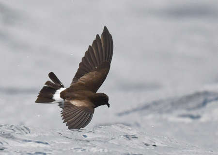 Elliot's Storm Petrel (Oceanites gracilis) in flight over the Pacific Ocean off the Galapagos Islands.の写真素材