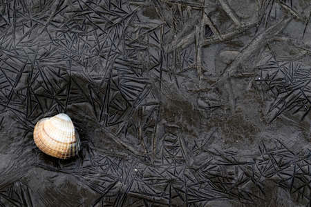 Lonely shell at low tide, lying on the exposed mudflats at the Wierumerwad, Wadden sea, in the...