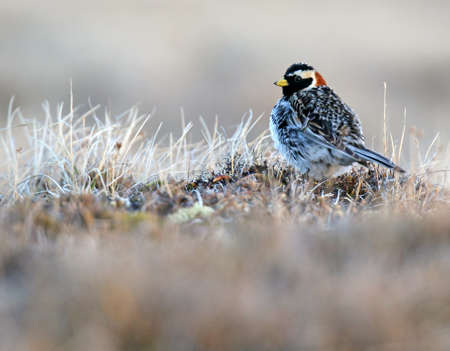 Adult male Lapland Bunting (Calcarius lapponicus alascensis) in Alaska, United States. Also know as Lapland Longspur.の写真素材