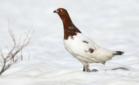 Adult Alaskan Willow Ptarmigan (Lagopus alascensis / alexandrae) in Alaska, United States.の写真素材
