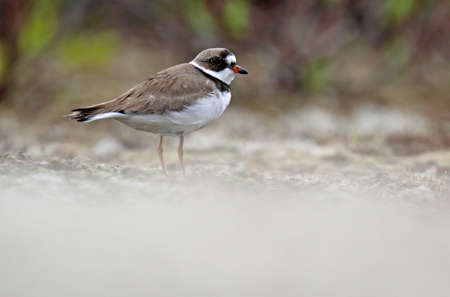 Semipalmated Plover (Charadrius semipalmatus) in Alaska, United States.
