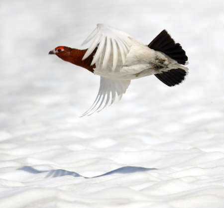 Adult Alaskan Willow Ptarmigan (Lagopus alascensis / alexandrae) in Alaska, United States.の写真素材