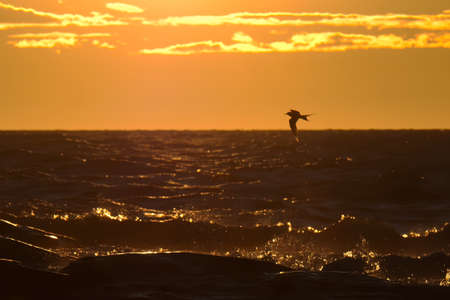 Distant Arctic Tern (Sterna paradisaea) in flight against sunset above the seaの写真素材