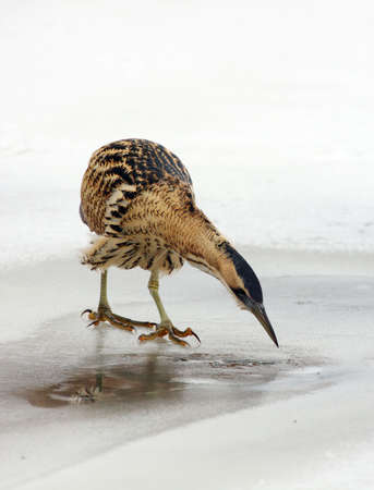 Great Bittern (Botaurus stellaris) wintering in the nature reserve Oostvaardersplassen in the...