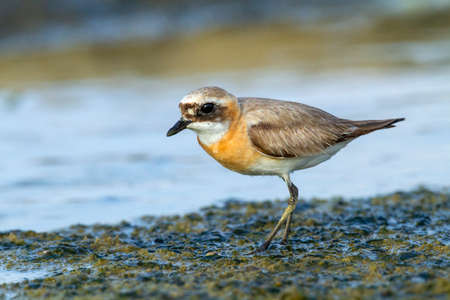 Adult male Lesser Sand Plover (Charadrius atrifrons atrifrons) standing on a beach in Israel during summer. Rare vagrant to this country.の写真素材