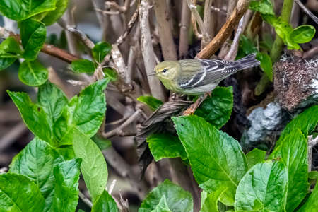 First-winter Blackpoll Warbler (Setophaga striata) perched on a plant between parking and Lighthouse...