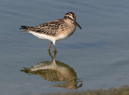 Broad-billed Sandpiper (Limicola falcinellus) foraging in a freshwater pool during autumn migration...
