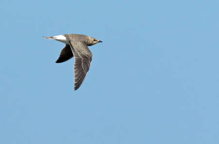 Juvenile Black-winged Pratincole, flying seen from the side showing upper wing, near Schagen, Noord...