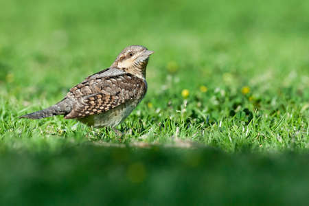 Adult Eurasian Wryneck (Jynx torquilla) foraging on a grassfield in Sde Boker, Israel.