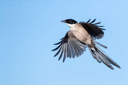 Iberian Magpie (Cyanopica cooki) in Extremadura, Spainの写真素材