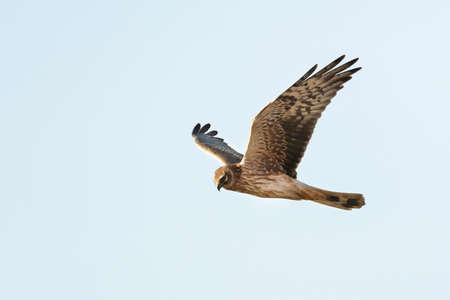 Female Pallid Harrier (Circus macrourus) hunting over Yotvata fields, Israelの写真素材