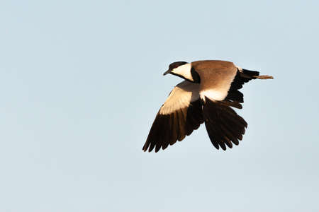 Adult Spur-winged Plover (Vanellus spinosus) in Israelの写真素材
