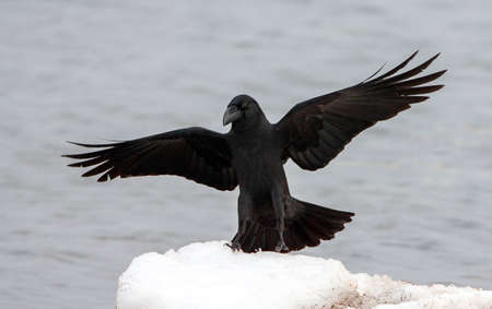 Large-billed Crow (Corvus macrorhynchos japonensis), also known as Jungle Crow. Landing on a heap of...