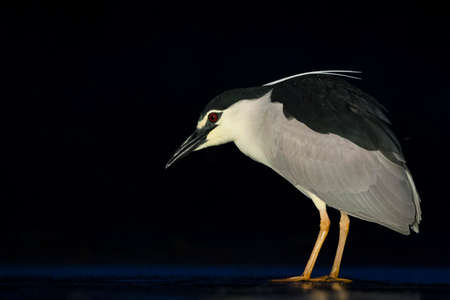 Black-crowned Night Heron (Nycticorax nycticorax) fishing in shallow water in Hungary.の写真素材