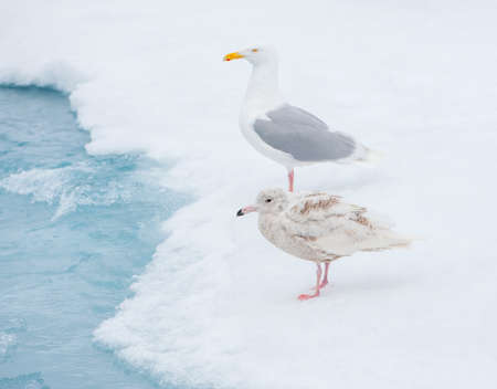 Immature Glaucous Gull (Larus hyperboreus) standing at the drift ice north of Svalbard, arctic Norway. Adult bird in the background.の写真素材