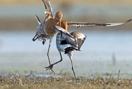 Black-tailed Godwit foraging on wet meadow