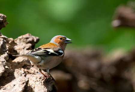 Common Chaffinch male perched in the forest