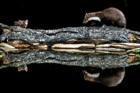 Beech Marten (Martes foina) during the night in Extremadura, Spain.の写真素材
