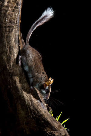Garden Dormouse (Eliomys quercinus) during the night near Madrid in Spain.の写真素材