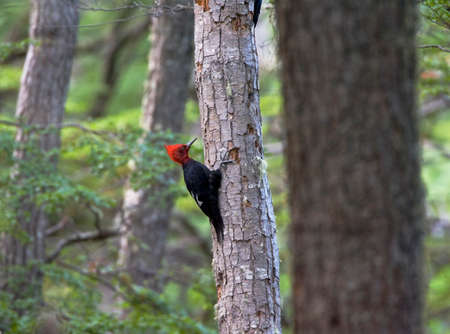Male Magellanic Woodpecker, Campephilus magellanicus, in old growth forest in Argentina.