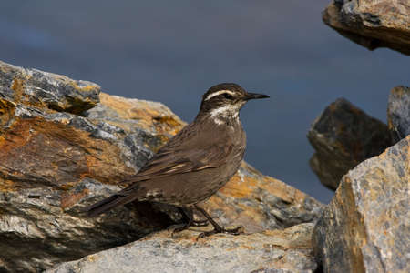 Gray-flanked Cinclode, Cinclodes oustaleti, in southern Argentina.の写真素材