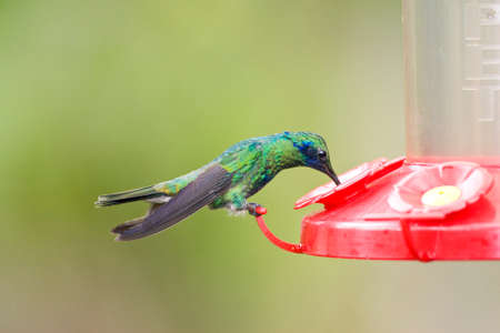 Drinking Gould's Violet Ear Hummingbird; Drinking Sparkling Violetearの写真素材